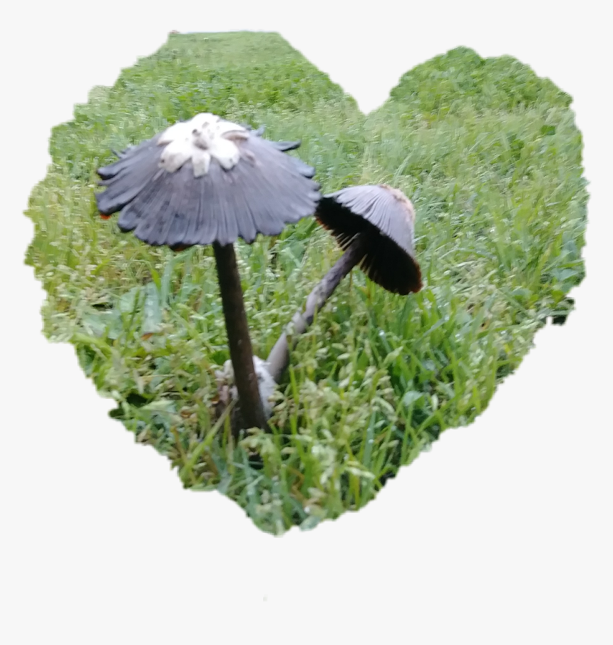 #shrooms #shroominlove #weekendvibes #loveshrooms #mushrooms - Grass, HD Png Download