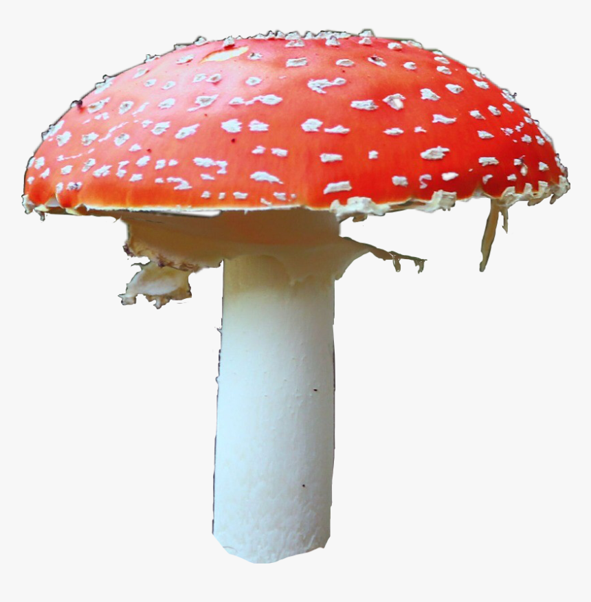 #mushroom #mushrooms #libertycap #shrooms #shroom #tripping - Mushroom, HD Png Download