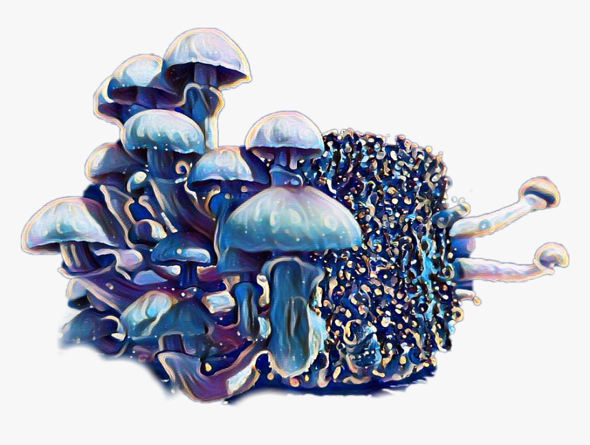 Agaricaceae, HD Png Download , Transparent Png Image PNGitem