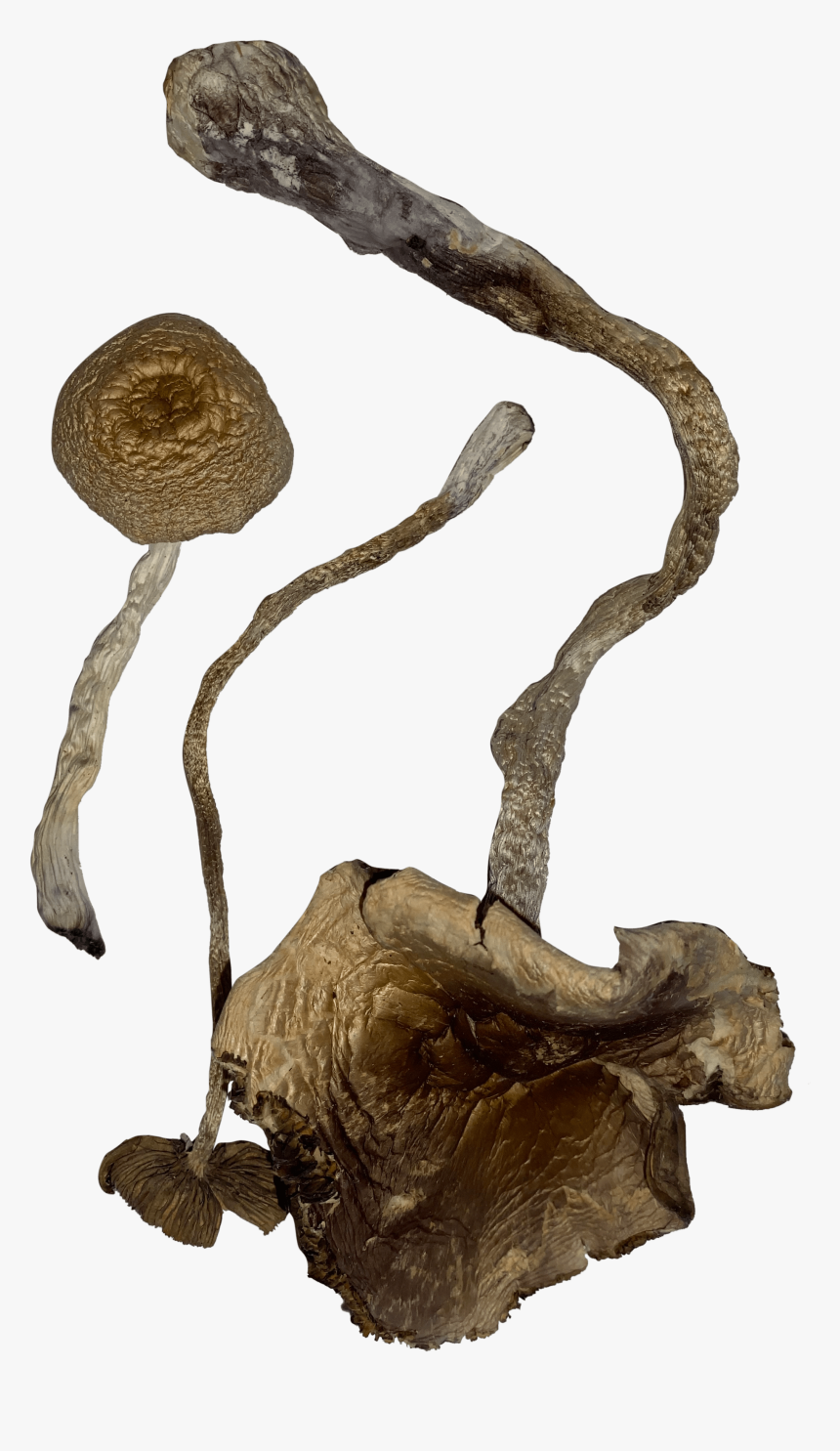 Transkei Magic Mushrooms - Illustration, HD Png Download