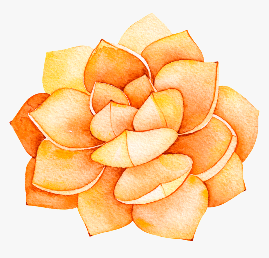 This Backgrounds Is Orange Flower Cartoon Transparent - Plantas Suculentas A Acuarela, HD Png Download