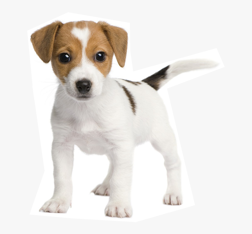 Leading Paws, HD Png Download