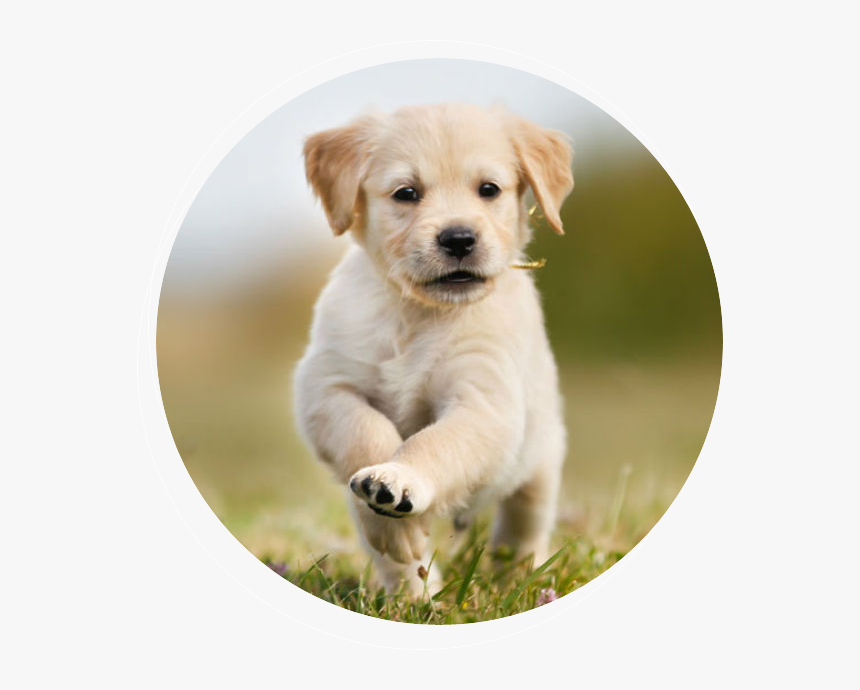 Lap Dog Puppies, HD Png Download