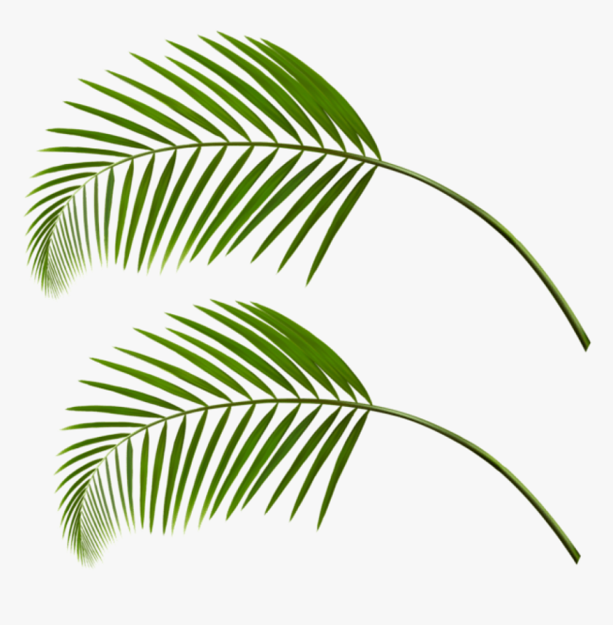 Palm Leaf Transparent - Palm Tree Leaves Png, Png Download