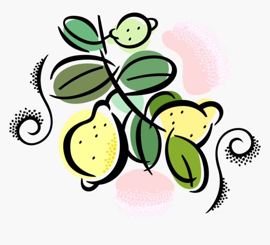 Vector Illustration Of Citrus Fruit Lemons Growing, HD Png Download