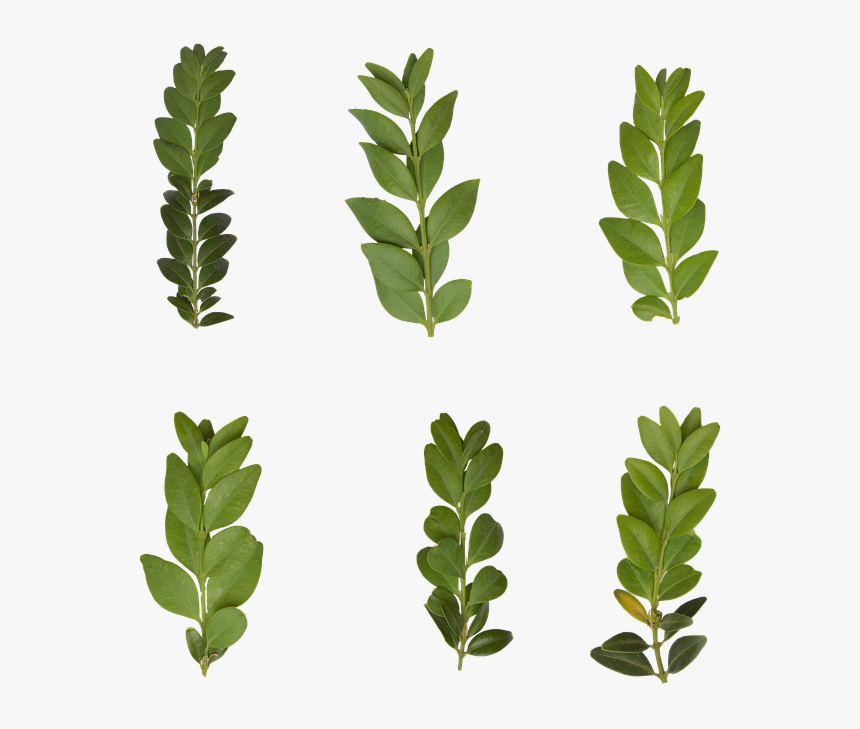 Leaf, Transparent, Plant, Green, Nature, Leaves - Gambel Oak, HD Png Download