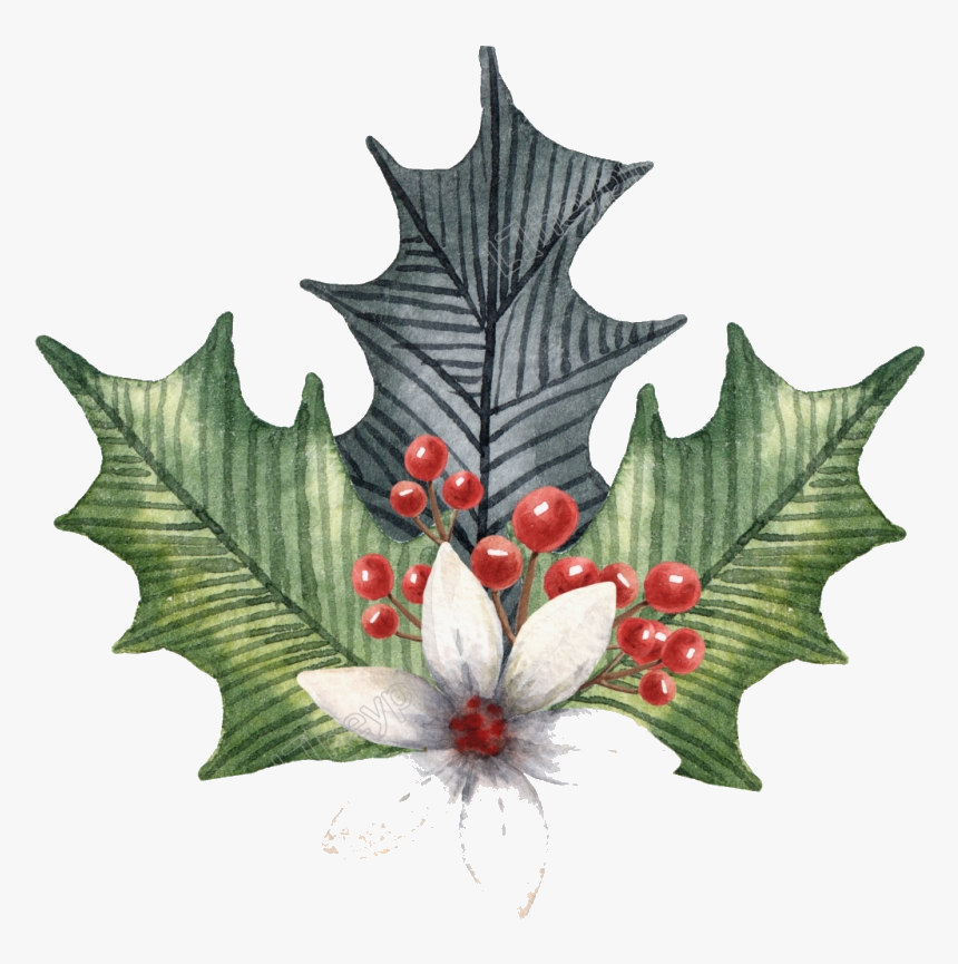 Holly Leaf Leaves Illustration Clipart Transparent - Illustration, HD Png Download