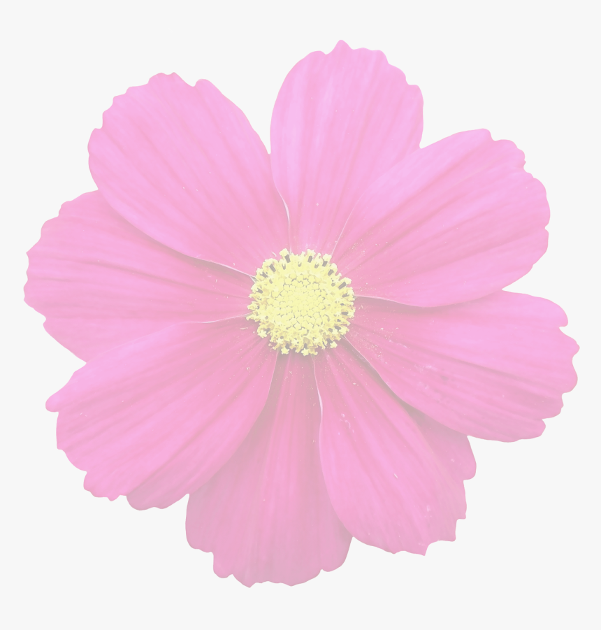 Flower For Edits Png, Transparent Png