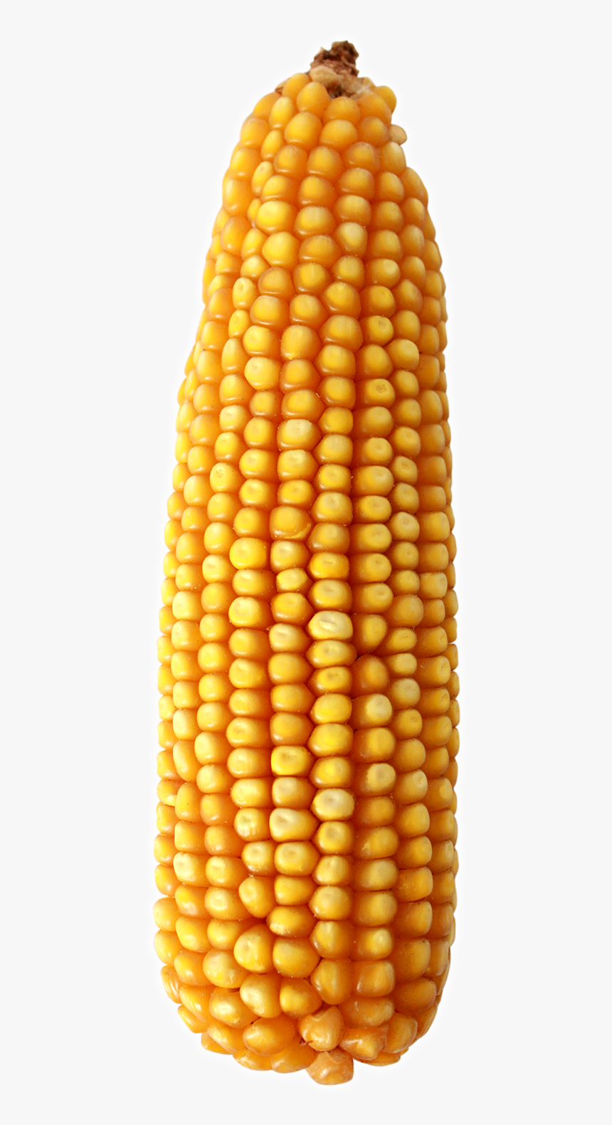 Maize , Png Download - Corn On The Cob, Transparent Png