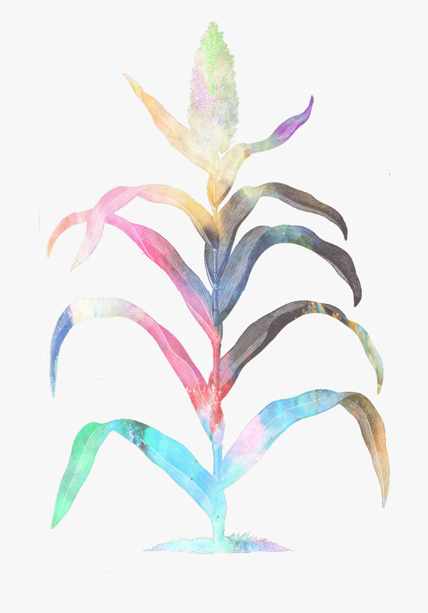 Maiz Sticker - Illustration - Bromelia, HD Png Download