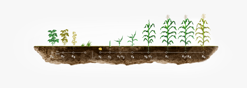 Etapas En El Cultivo De Maíz - Etapas Del Cultivo De Maiz, HD Png Download