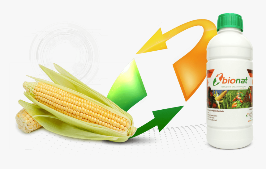 Papaya, HD Png Download