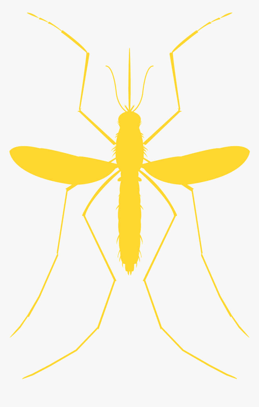 Ant, HD Png Download