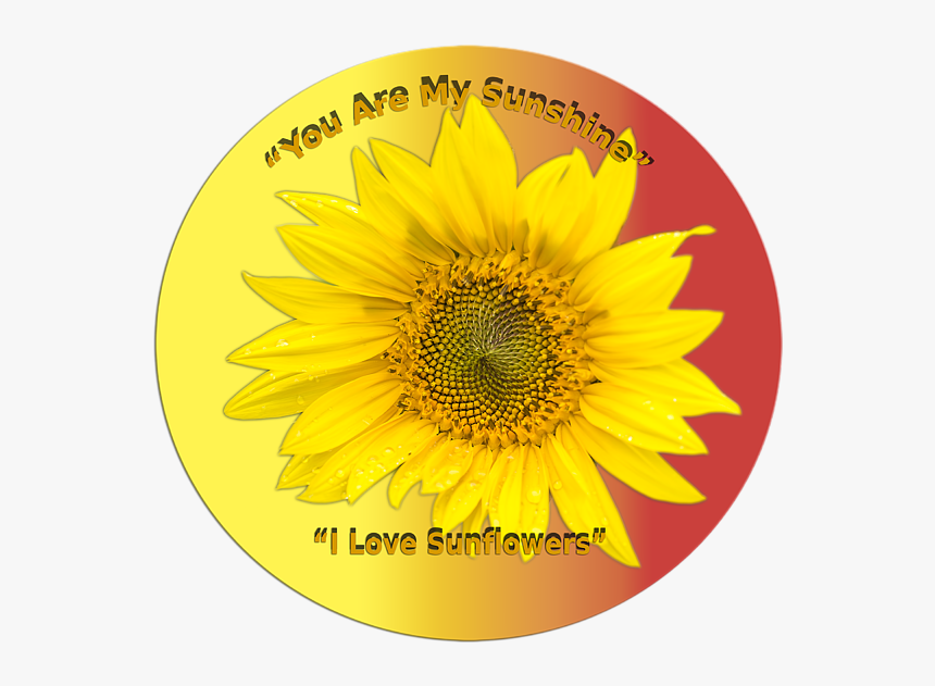 Sunflower, HD Png Download