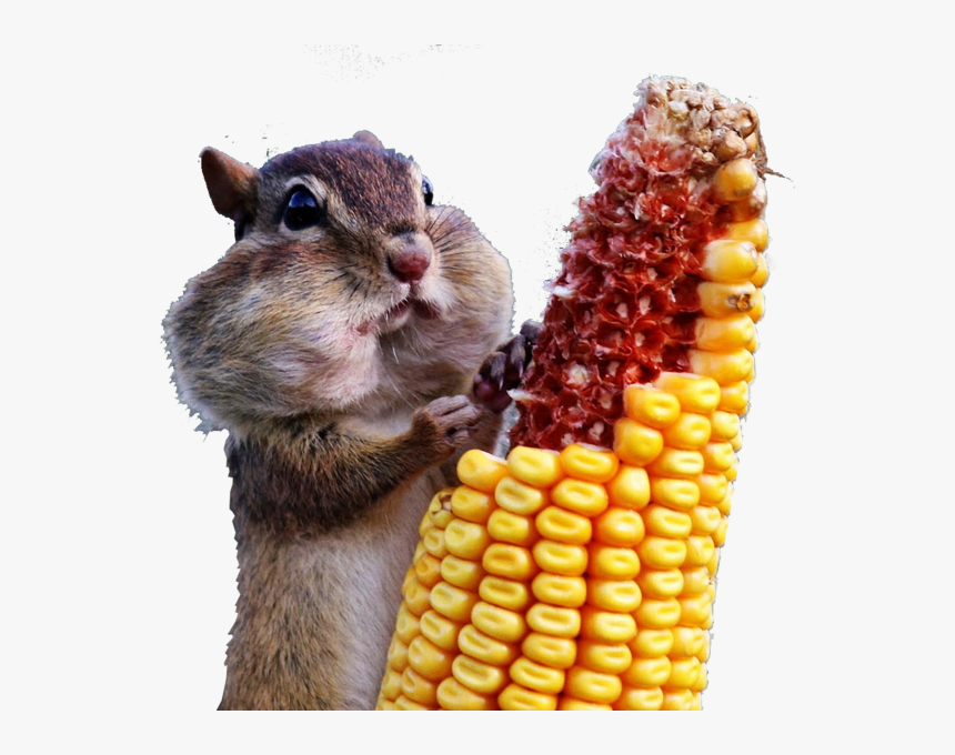 Ardilla Comiendo Maiz - Full Hd 4k Animales, HD Png Download