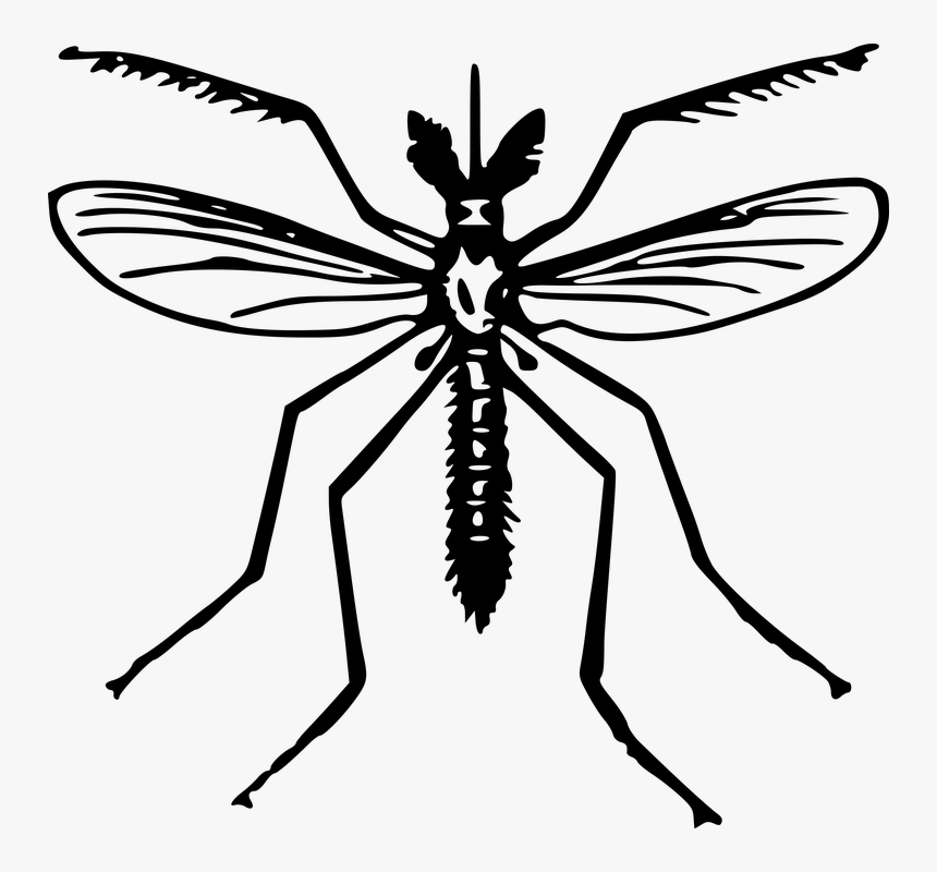 Animal, Fly, Insect, Mosquito - Clip Art Of Mosquito, HD Png Download
