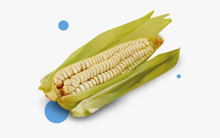 Corn - Alimentos Nativos De Ecuador, HD Png Download