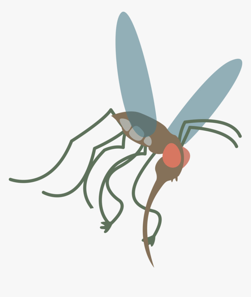 Mosquito Vector Png, Transparent Png