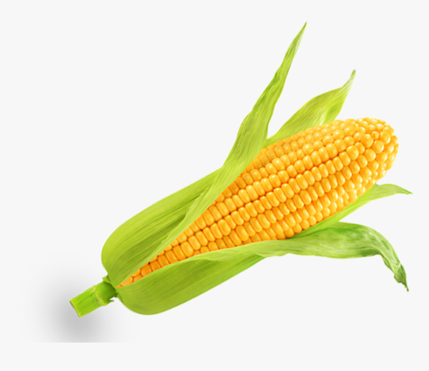 Corn Kernels, HD Png Download