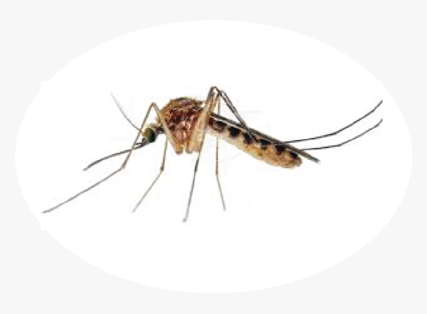 Transparent House Fly Png - Mosquito Dengue White Background, Png Download