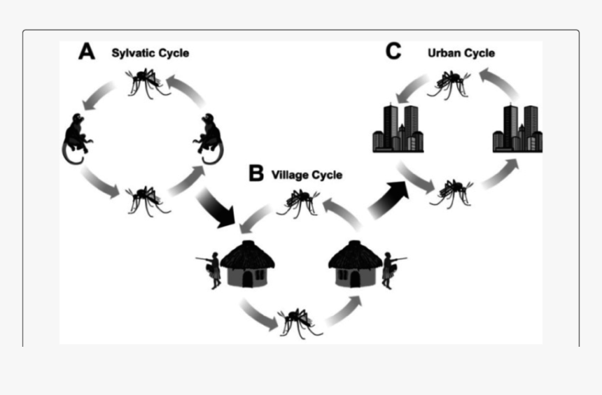 Illustration, HD Png Download