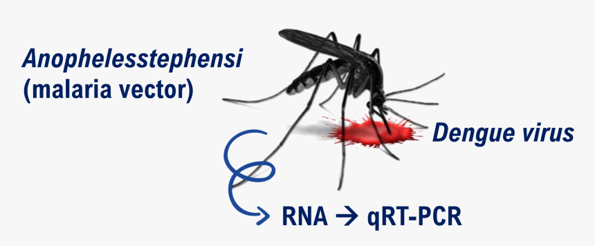 Mosquito, HD Png Download