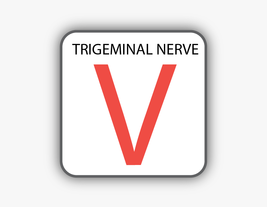 Cranial Nerve V, HD Png Download