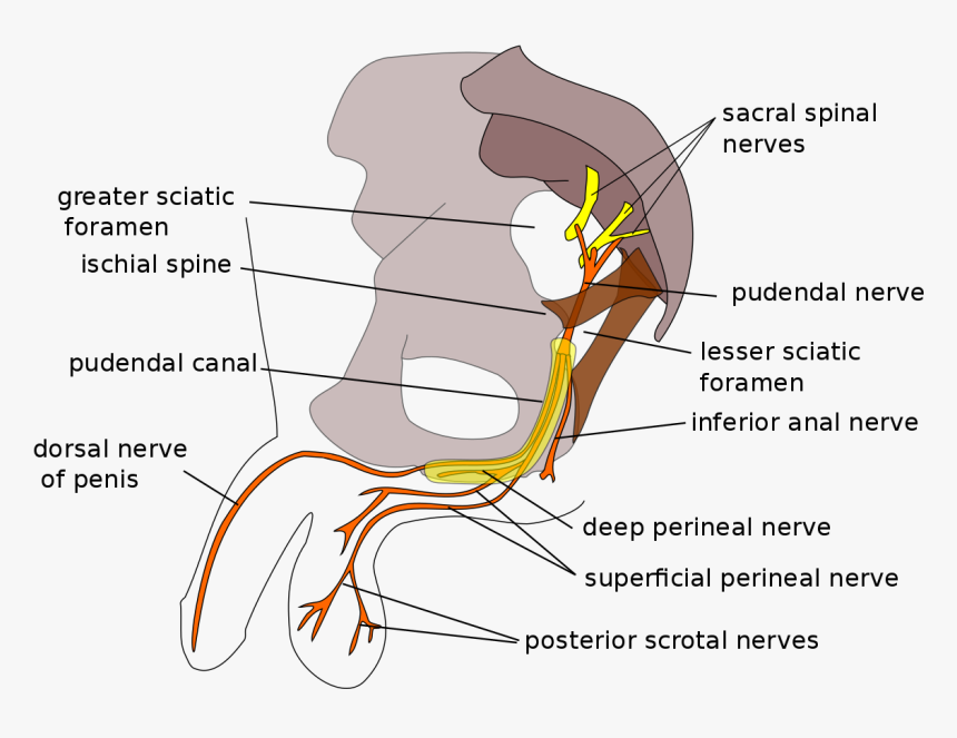 Pudendal Nerve, HD Png Download