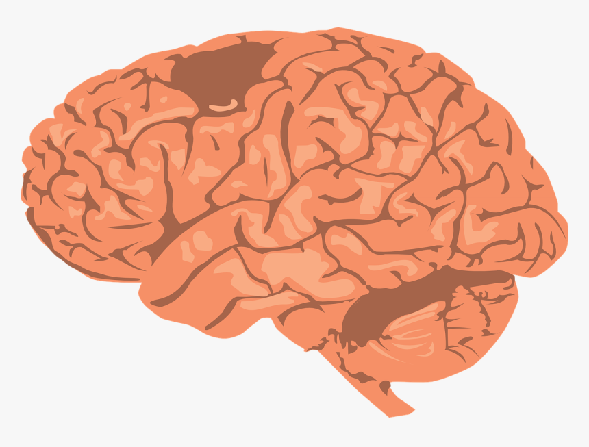 Brain Clipart Png, Transparent Png