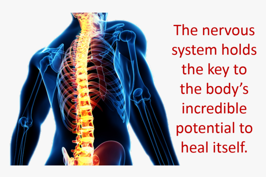 Key - Nervous System Holds The Key, HD Png Download