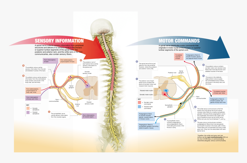 Structure Function And The Peripheral Distribution, HD Png Download