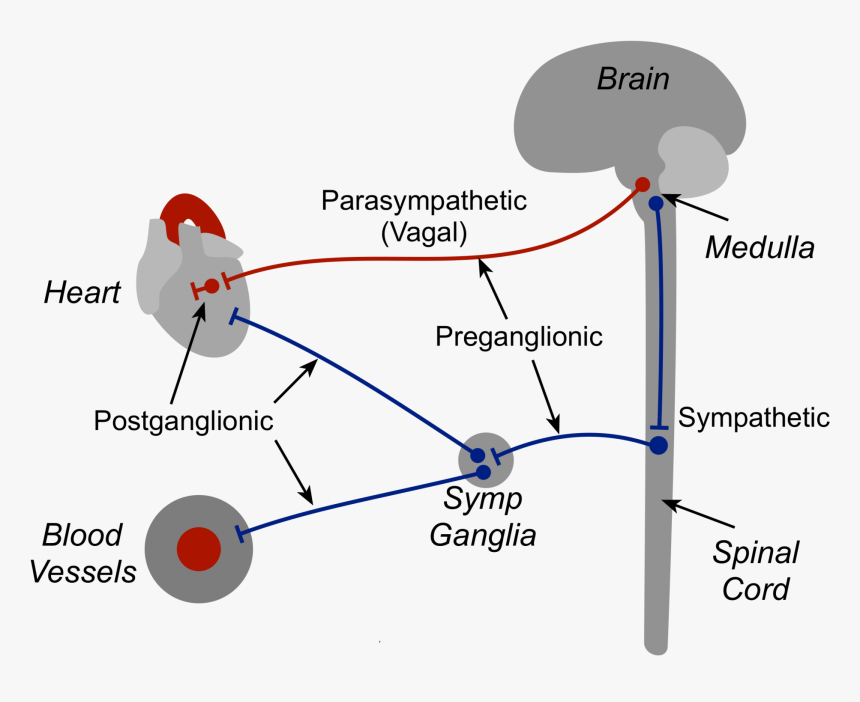 Autonomic Nerves - Nerve Supply Of Heart, HD Png Download