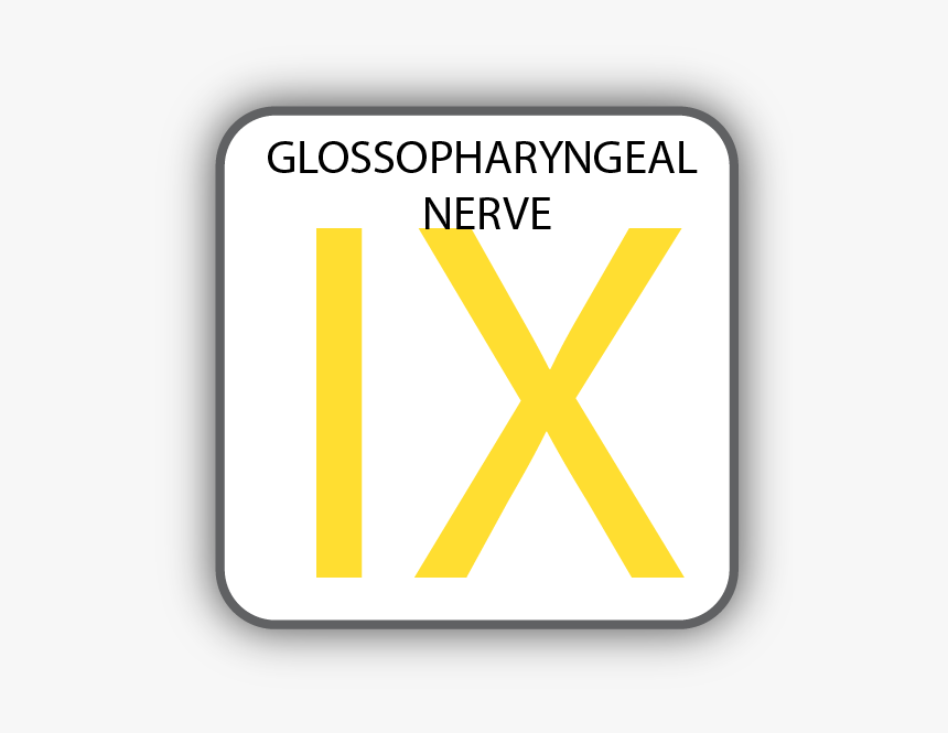 Cranial Nerve Ix, HD Png Download