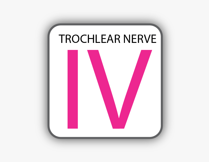 Cranial Nerve Iv, HD Png Download