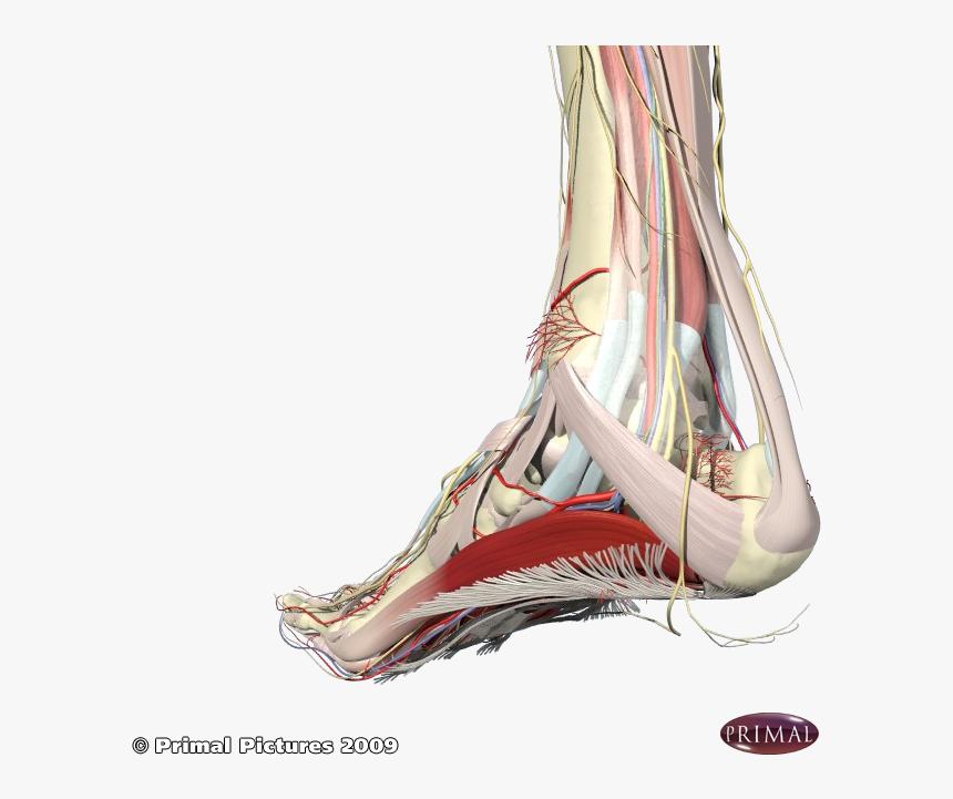 Nerves Associated With The Heel And Arch - Foot Arch Muscle Anatomy, HD Png Download