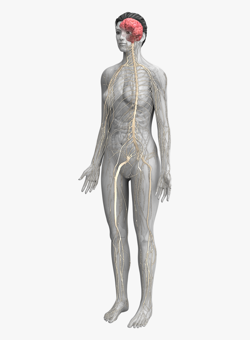 Male, HD Png Download