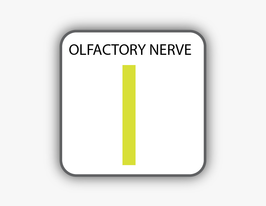 Cranial Nerve I, HD Png Download