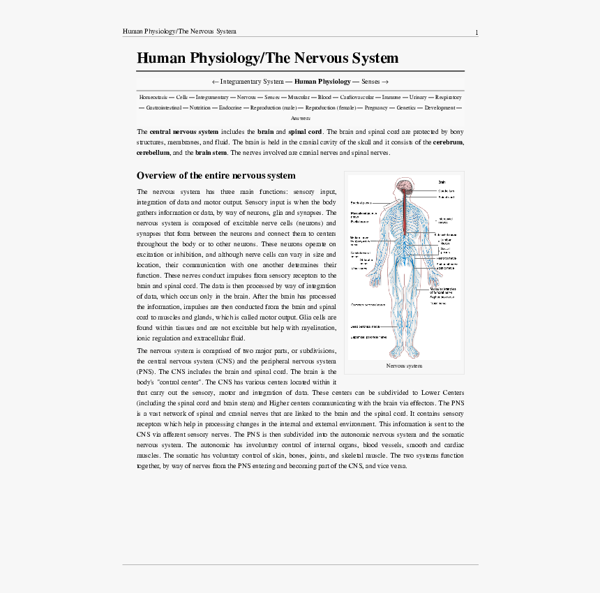 Nervous System Diagram, HD Png Download