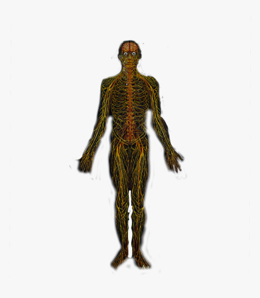 #alexgrey #tool #nerves - Male, HD Png Download
