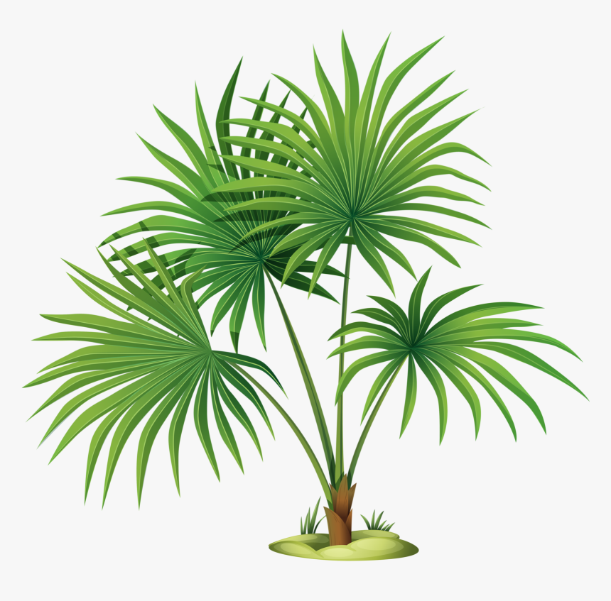 Palm Plant Clipart, HD Png Download
