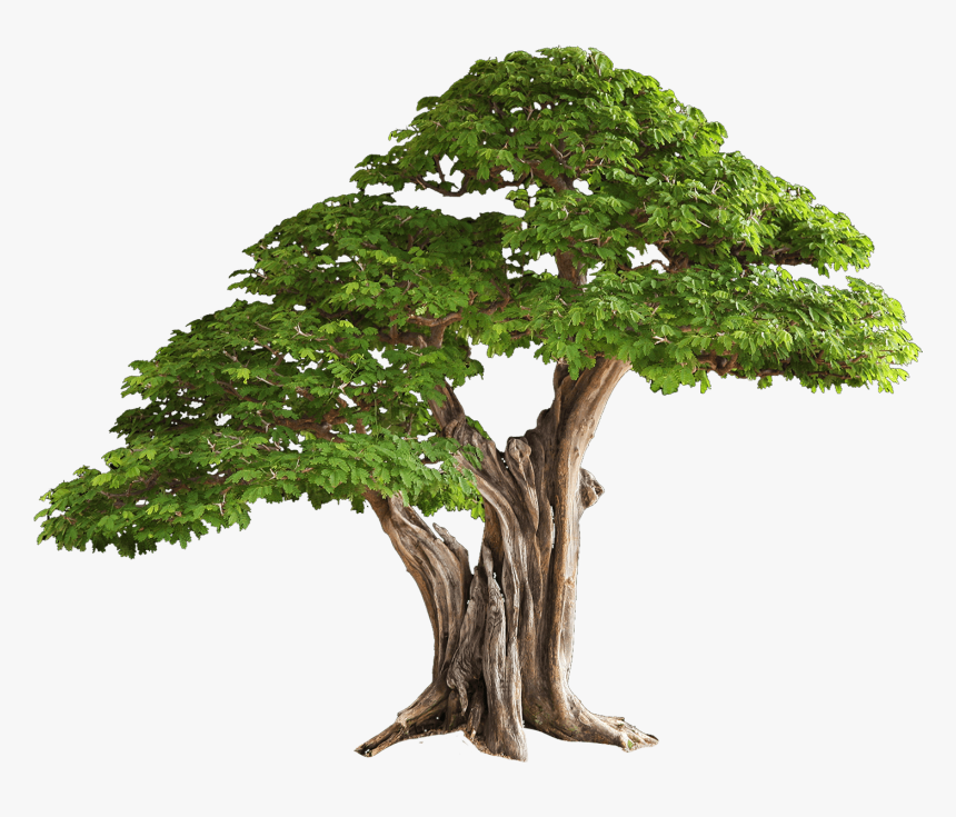 Bonsai Tree Png - Plant Tissue In Hindi, Transparent Png
