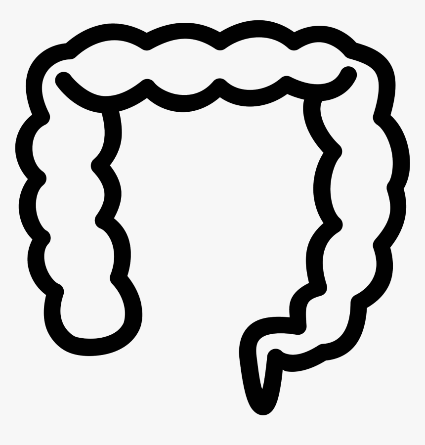 The Image Looks Like A Long Deflated Balloon That Is - Large Intestine, HD Png Download