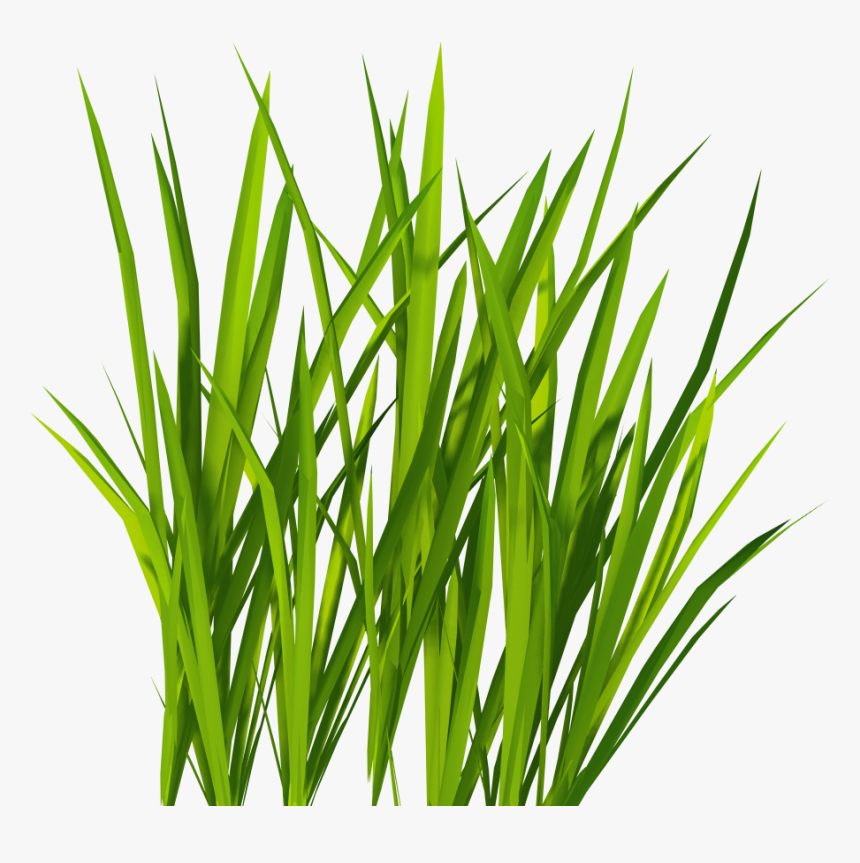 Clipart Grass Png, Transparent Png