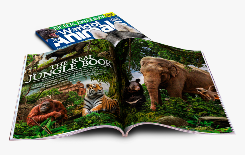 Lion, HD Png Download