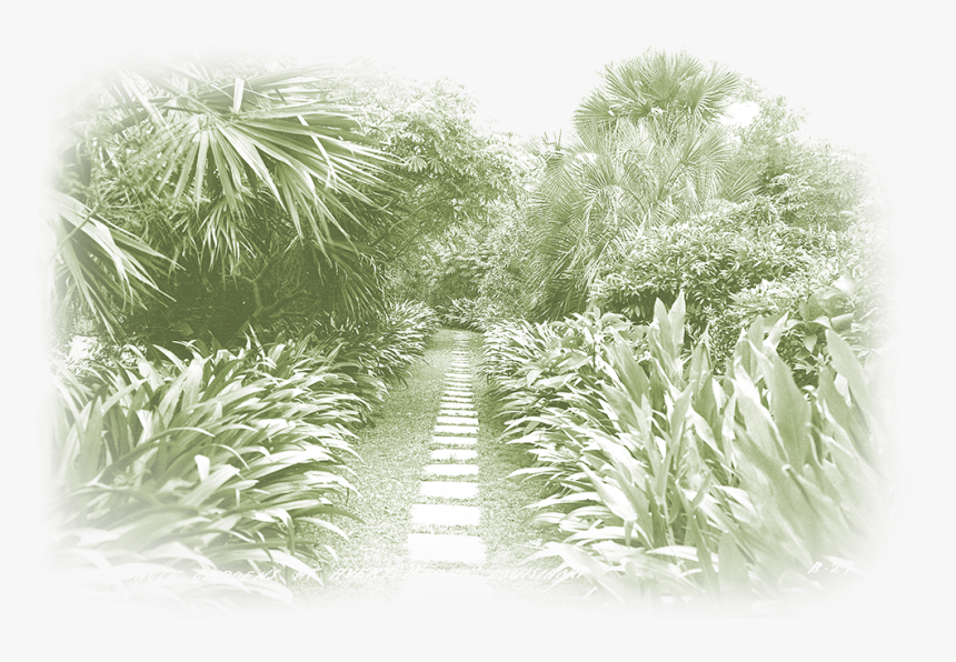 Cypress Family, HD Png Download