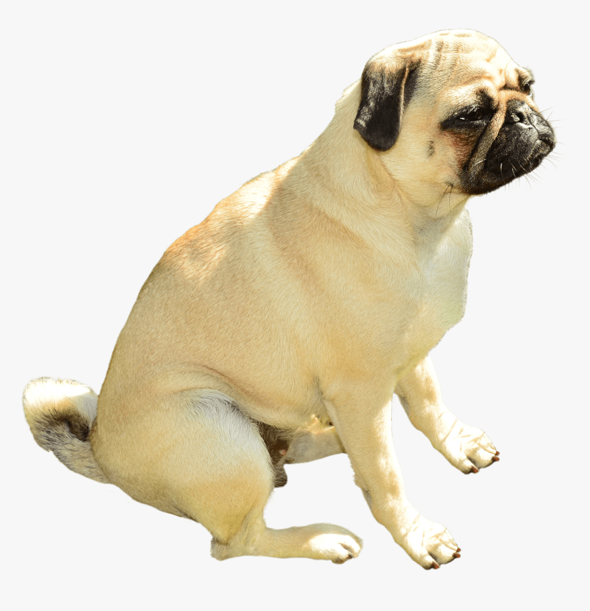 Transparent Pug Clipart - Transparent Background Pug Png, Png Download