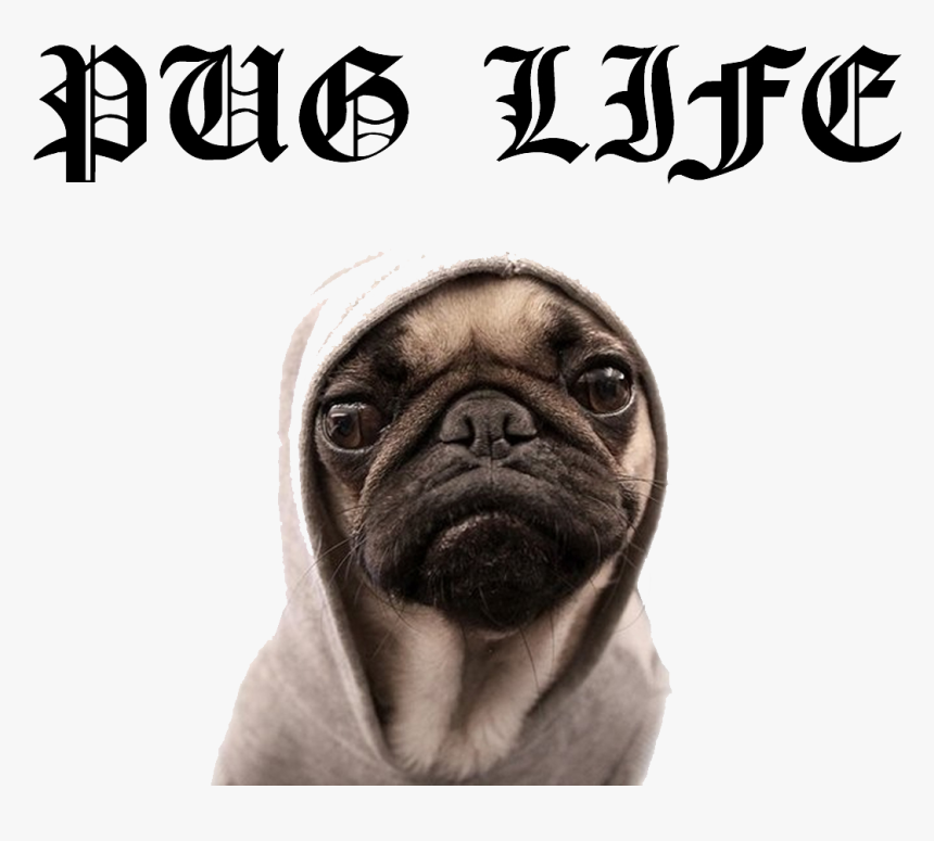 Pug Life Png File - Pug, Transparent Png