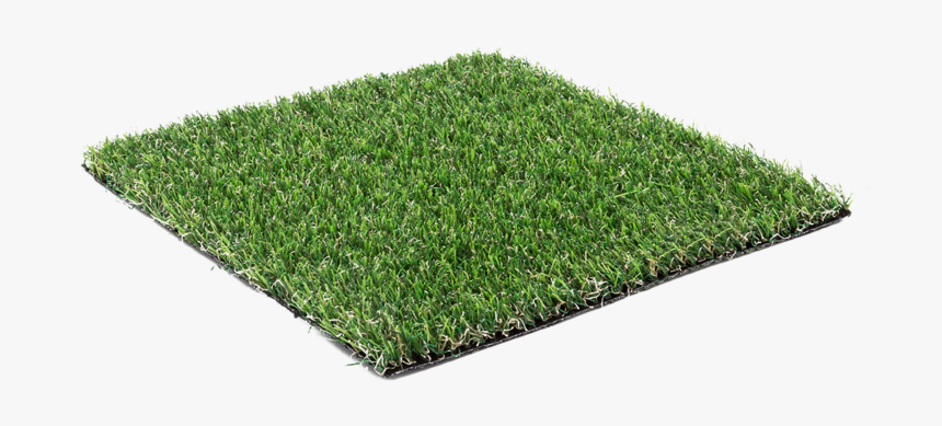 Oryzon Amazonia Lizard, HD Png Download