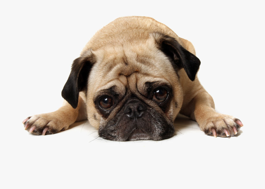 Thug Life Pug Transparent Background Png - Pug Png Transparent, Png Download