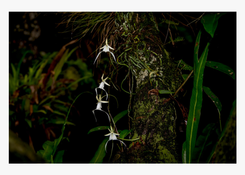 Hierochloe, HD Png Download